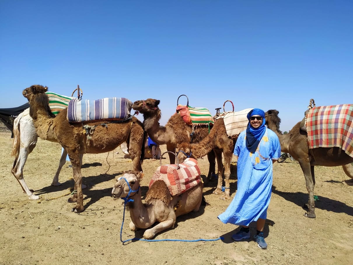Marrakesh Camels